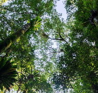 Botanic walk