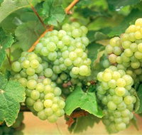 Red Tail Wines - Sydney Tourism