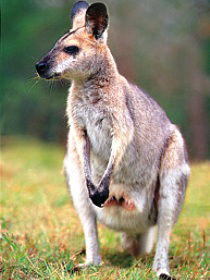 Venman Bushland National Park - Sydney Tourism 0