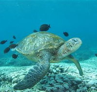 Flinders Reef Dive Site - Sydney Tourism
