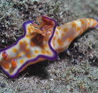 Curtain Artificial Reef Dive Site - Sydney Tourism