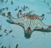 The Pines Dive Site - Sydney Tourism