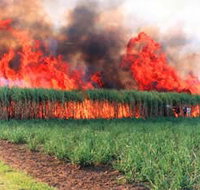 Reeves Family Sugar Cane Farm - Sydney Tourism