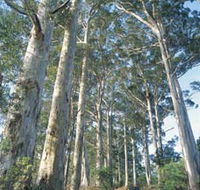 The Great Forest Trees Drive