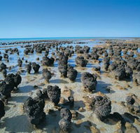 Hamelin Pool Stromatolites - Sydney Tourism