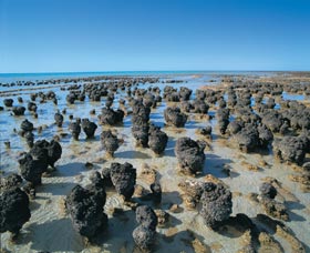 Hamelin Pool Stromatolites - Sydney Tourism 0