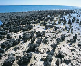 Hamelin Pool Stromatolites - Sydney Tourism 1