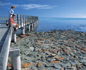 Hamelin Pool Stromatolites - Sydney Tourism 3