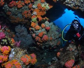 Cherubs Cave Dive Site - Sydney Tourism 2