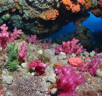 Cherubs Cave Dive Site - Sydney Tourism