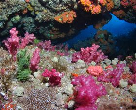 Cherubs Cave Dive Site - Sydney Tourism 0