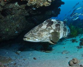 Cherubs Cave Dive Site - Sydney Tourism 1