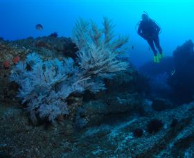Cherubs Cave Dive Site - Sydney Tourism 3
