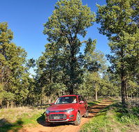 Wallingat Forest drive - Sydney Tourism