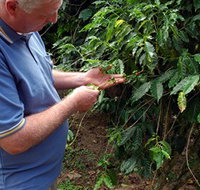 Wombah Coffee Plantation - Sydney Tourism