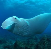 Manta Bommie Dive Site