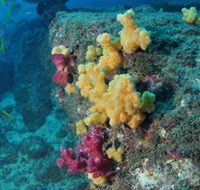 Shag Rock Dive Site
