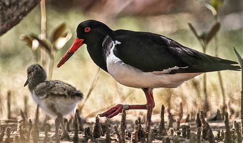 Brunswick Heads Nature Reserve - Sydney Tourism 2