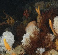 Point Hicks Marine National Park - Sydney Tourism