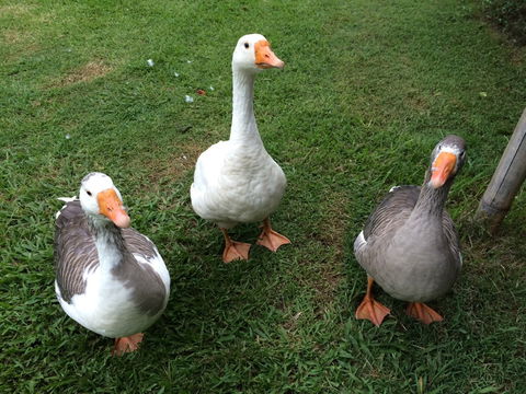 Djanbung Permaculture Gardens - Sydney Tourism 6
