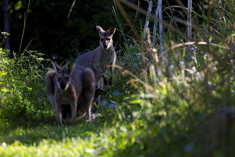 Djanbung Permaculture Gardens - Sydney Tourism 8