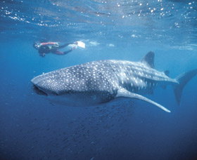 Swim With The Whale Sharks - Sydney Tourism 0