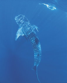Swim With The Whale Sharks - Sydney Tourism 1