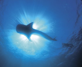 Swim With The Whale Sharks - Sydney Tourism 2