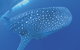 Swim With The Whale Sharks - thumb 3