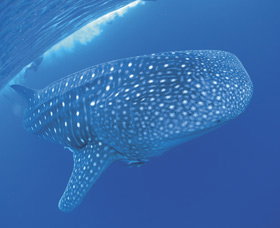 Swim With The Whale Sharks - Sydney Tourism 3