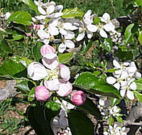 Avro Park Orchards - Sydney Tourism