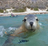 Calypso Star Charters - Sydney Tourism