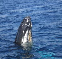 Jervis Bay Whales - Sydney Tourism
