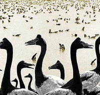 Tin Shed Art Gallery - Sydney Tourism