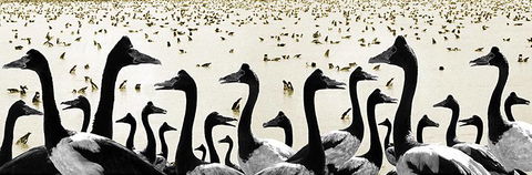 Tin Shed Art Gallery - Sydney Tourism 0