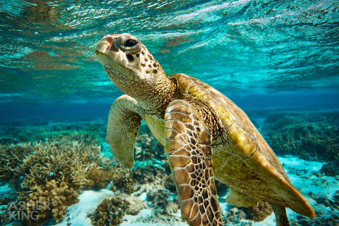 Ocean Art Gallery & Cafe - Sydney Tourism 1