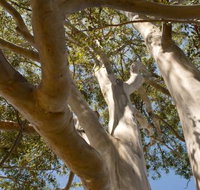 Lindsay Pryor Walk Australian National University - Sydney Tourism