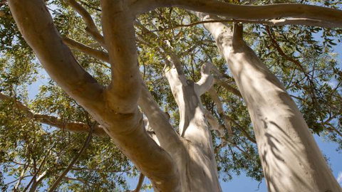 Lindsay Pryor Walk, Australian National University - Sydney Tourism 0