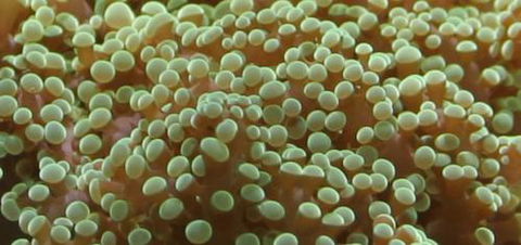 River To Reef Aquarium - Sydney Tourism 0