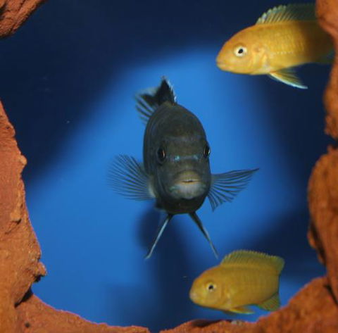 River To Reef Aquarium - Sydney Tourism 1