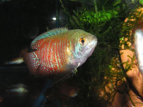 River To Reef Aquarium - Sydney Tourism 4