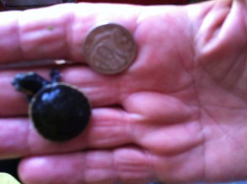 Hurley’s Aquariums - Sydney Tourism 0