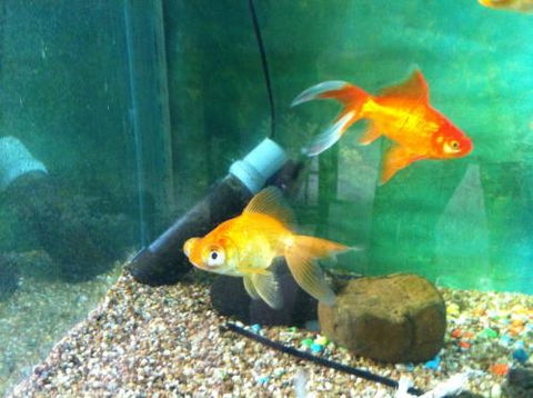 Hurley’s Aquariums - Sydney Tourism 2