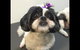 Pets Wonderland - thumb 4