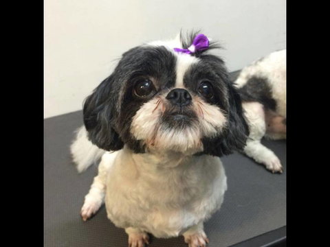 Pets Wonderland - Sydney Tourism 4