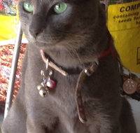 Pets and Saddles - Sydney Tourism