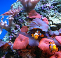 Tropical Marine Centre - Sydney Tourism