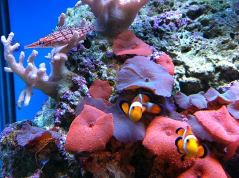 Tropical Marine Centre - Sydney Tourism 0