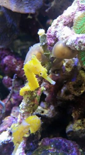 Tropical Marine Centre - Sydney Tourism 1