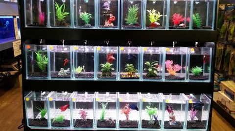 Tropical Marine Centre - Sydney Tourism 2